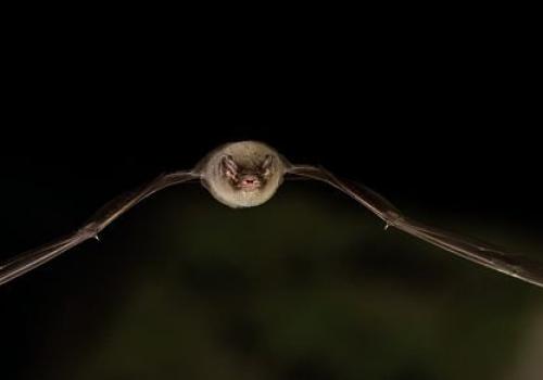 chauve_souris_gael.jpg.800x800_q85.jpg