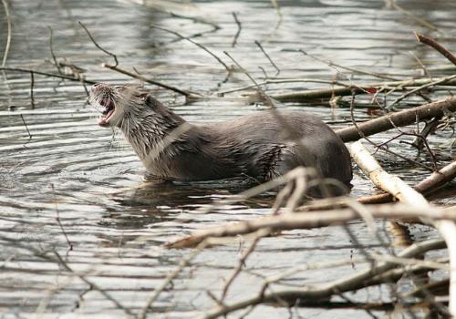 loutre_2_c_jean-pierre_malafosse_pnc.jpg