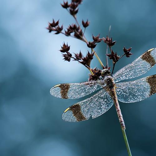 sympetrum