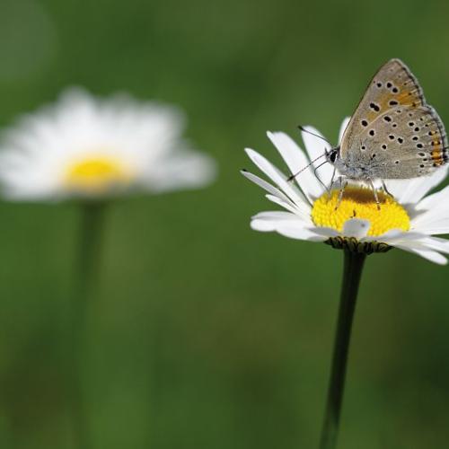 cuivre_ecarlate_lycaena_hippothoe_karczewski_gael.jpg