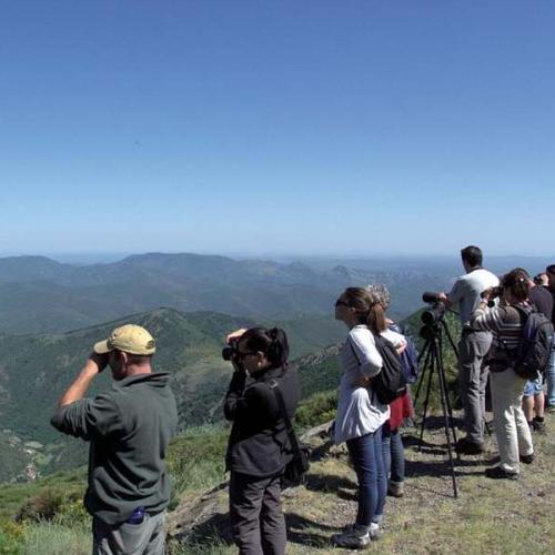 formation_mouflon_sur_le_massif_de_laigoual_credit_photo_michel_monnot.jpg