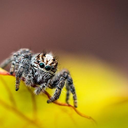 salticidae_macro.jpg