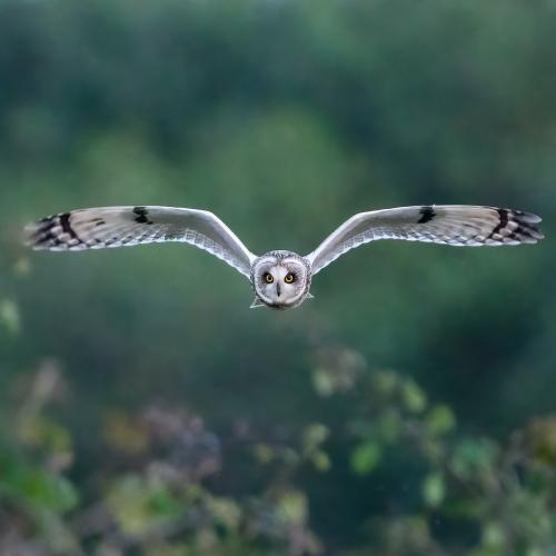 short_eared_owl_eye_to_eye.jpg