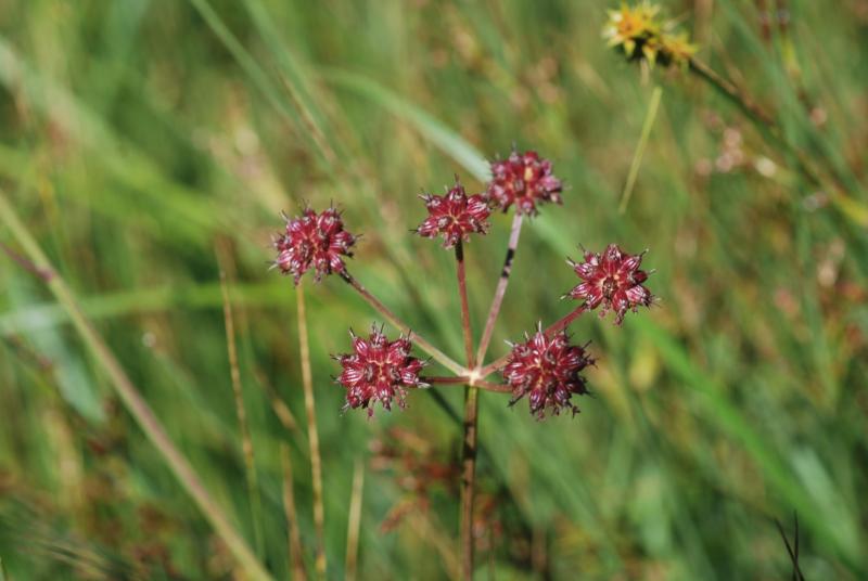 oenanthe_peucedanifolia_en_fruit.jpg.jpg