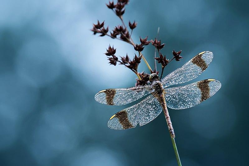 sympetrum