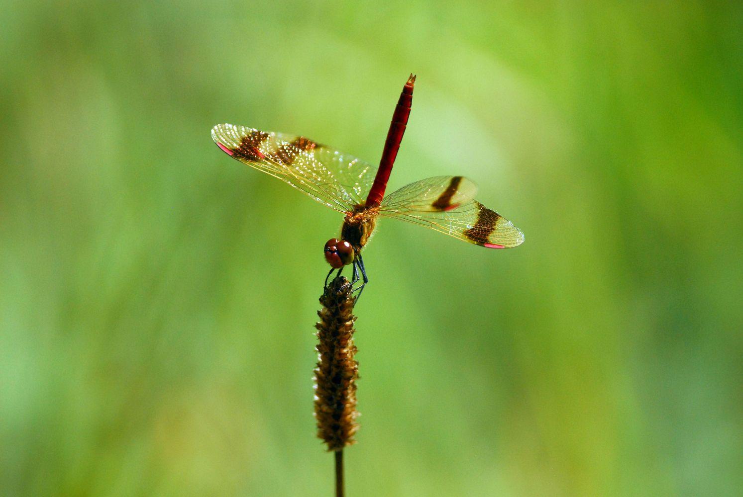 sympetrum