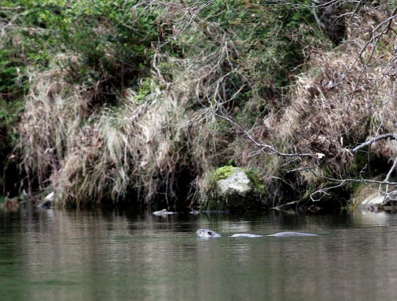 loutre eau