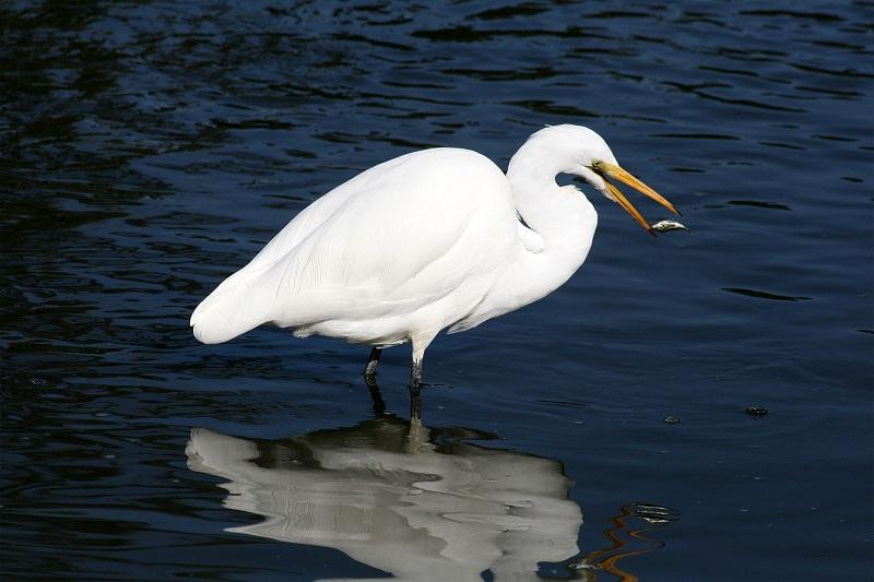 aigrette