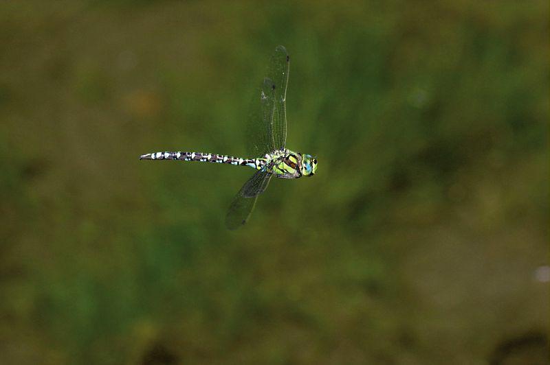 L'æschne bleue (Aeshna cyanea) 