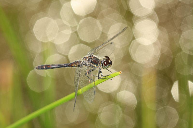 Sympetrum