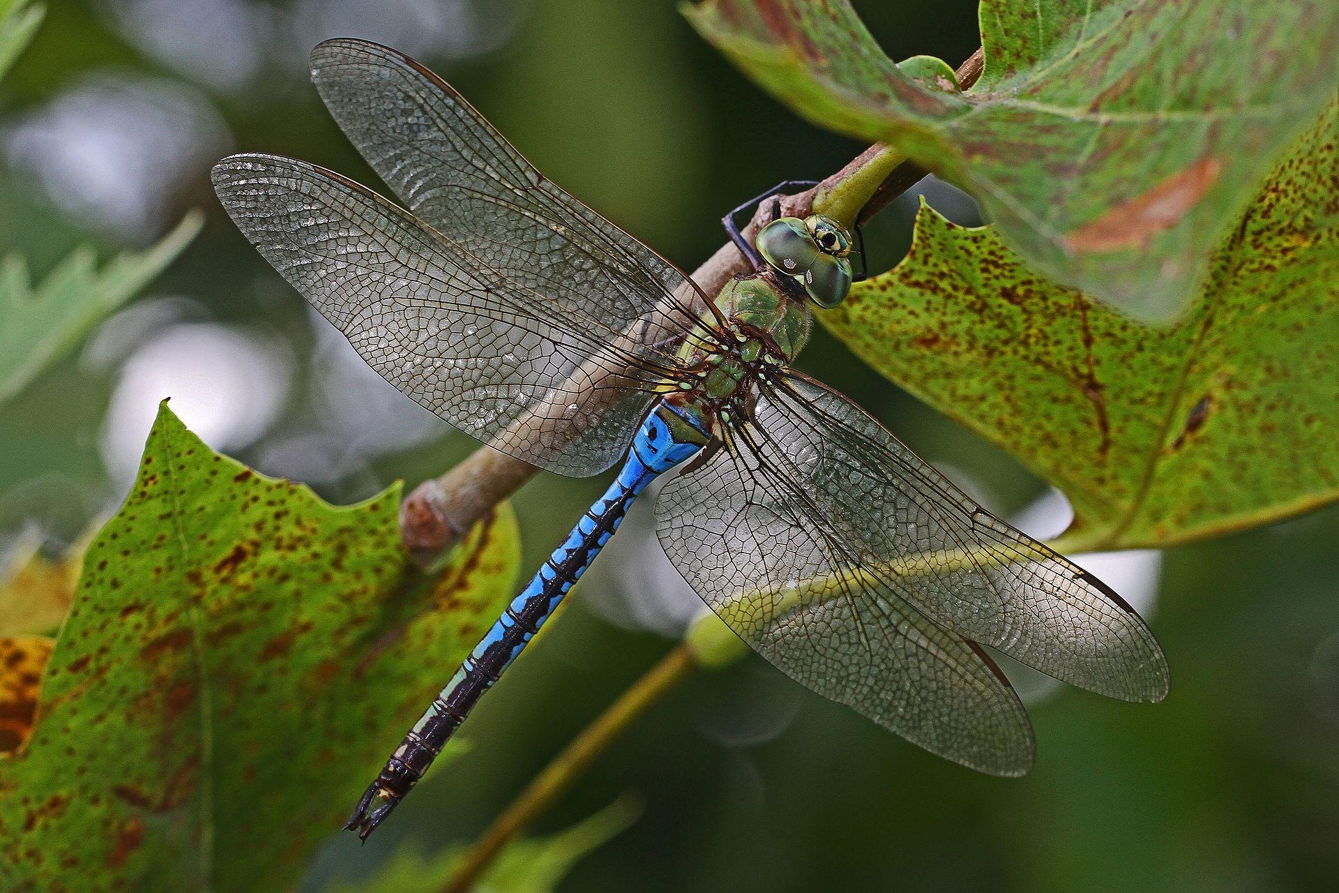 Anax Junius