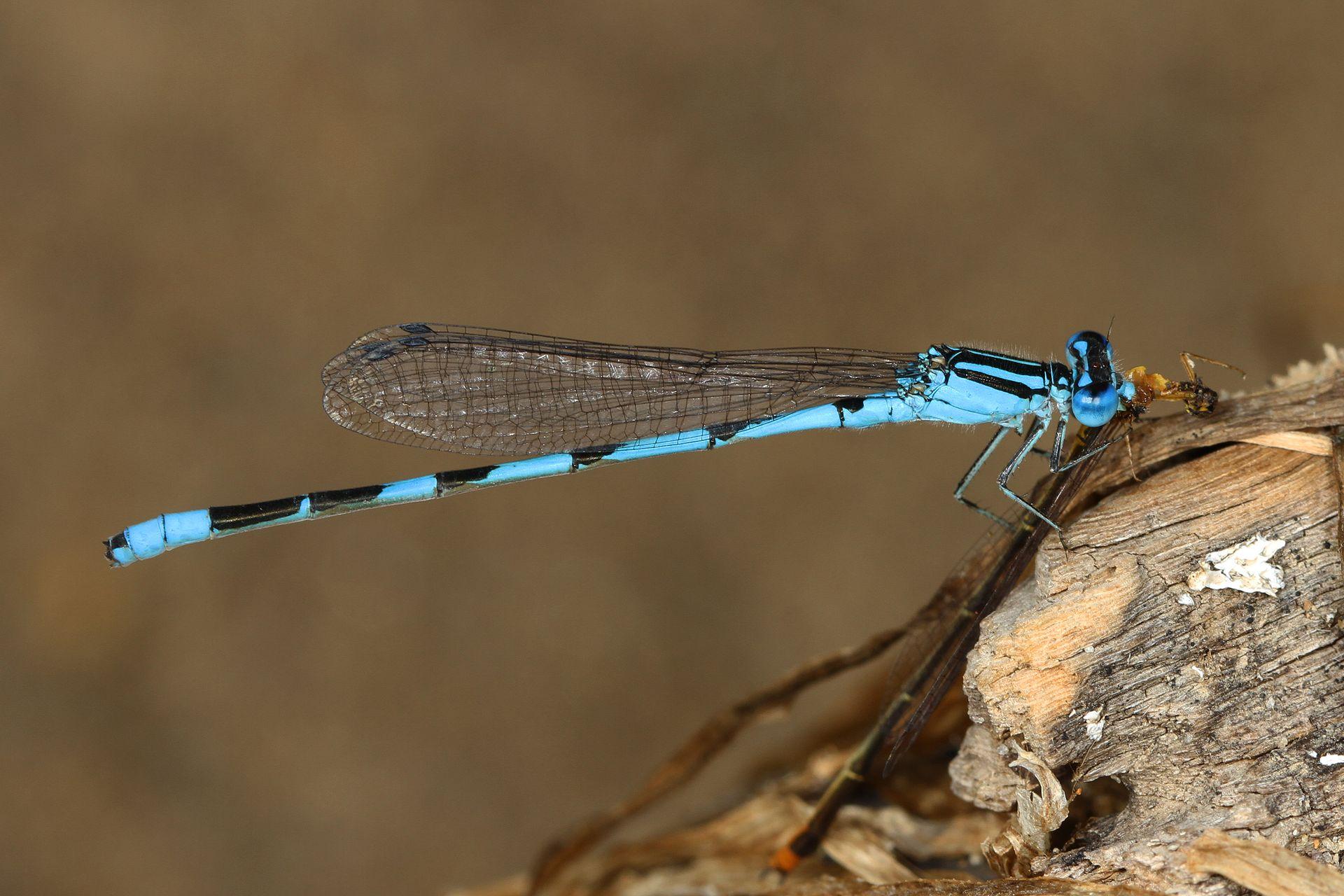 demoiselle