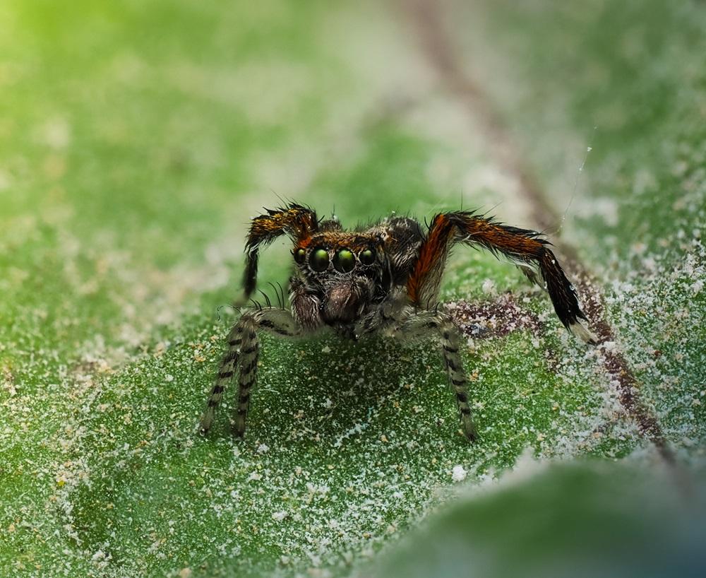 Salticidae