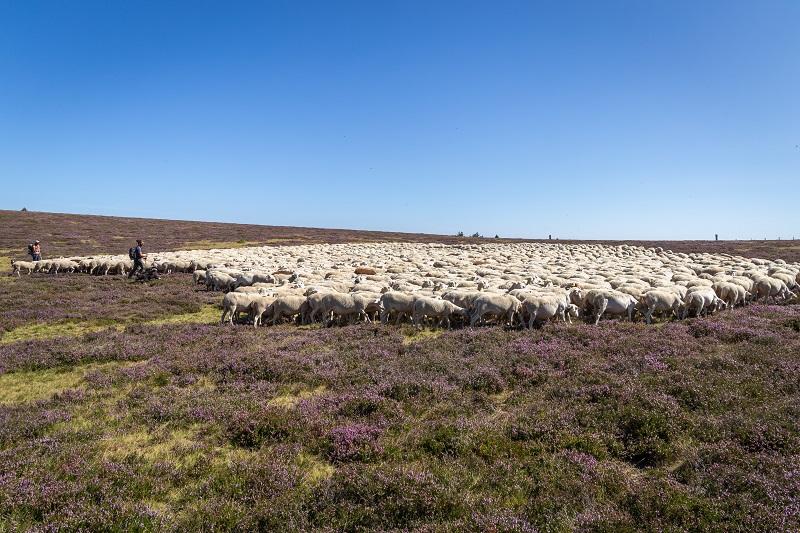 Troupeau de brebis sur le mont Lozère