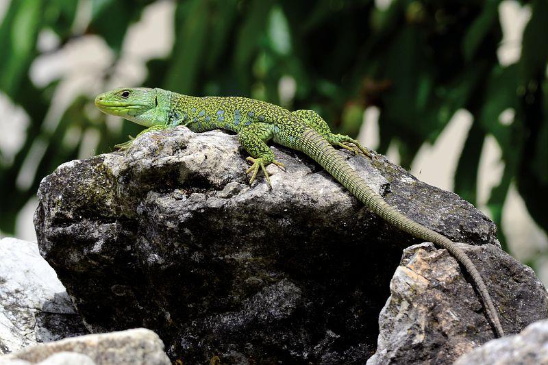 Lézard ocellé