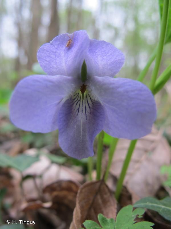 169656_viola_mirabilis.jpg