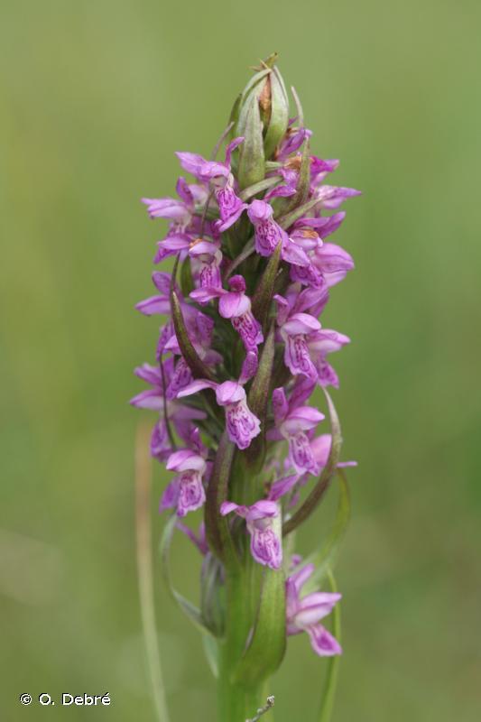 204652_dactylorhiza.jpg