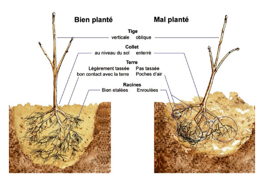 bien_plante.png