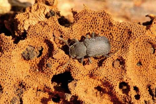 bolitophagus_reticulatus_sur_amadouvier_fomes_fomentarius_c_bruno_descaves_pnc.jpg