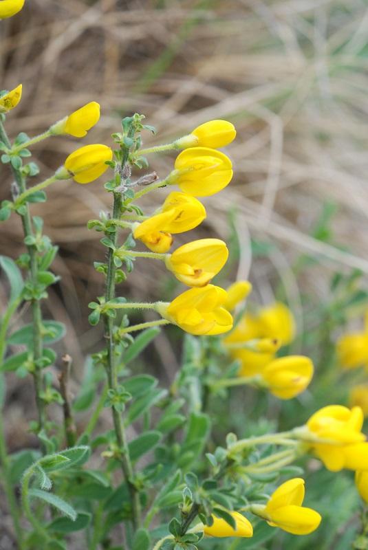 cytisus_decumbens.jpg