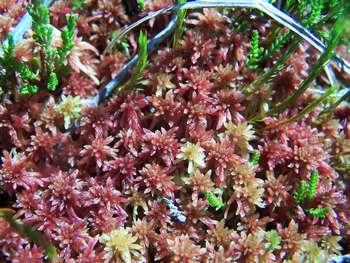 sphagnum_capillifolium.jpg.jpg