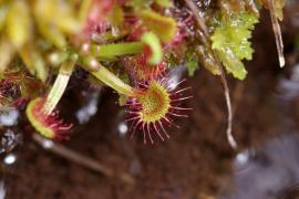 drosera