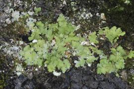 lobaria_amplissima.jpg