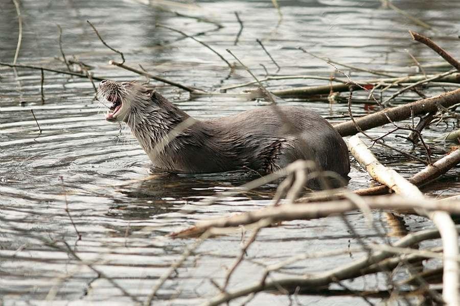 loutre_2_c_jean-pierre_malafosse_pnc.jpg